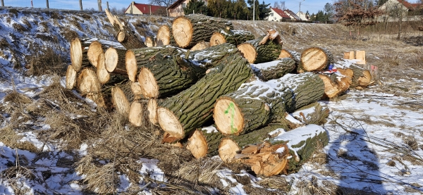 Gminny Ośrodek Sportu i Rekreacji ogłasza drugi przetarg na sprzedaż drewna